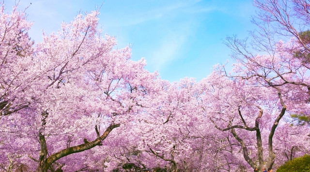 上野恩賜公園桜2024の見頃は？桜まつりや混雑などについても！