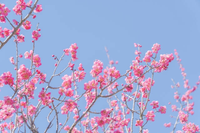 墨田公園の桜まつりでの開花と見頃について！ライトアップや混雑も！