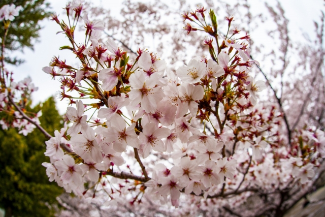 船岡城址公園の桜祭り2024の見頃は？駐車場や混雑についても！